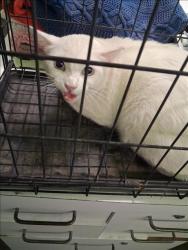 Shelter Stray Male Cat last seen , 1850 W 60th St, Los Angeles, CA 90047, USA