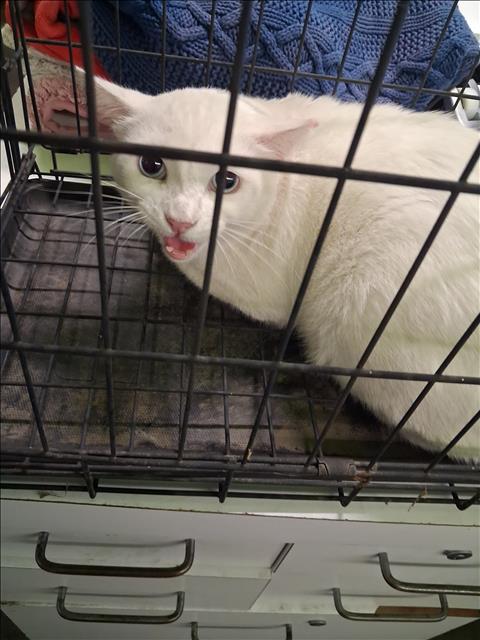 Shelter Stray Male Cat last seen , 1850 W 60th St, Los Angeles, CA 90047, USA