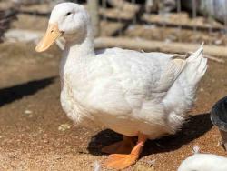 Shelter Stray Female Bird last seen , 5821 Sweetwater Rd, Bonita, CA 91902, USA