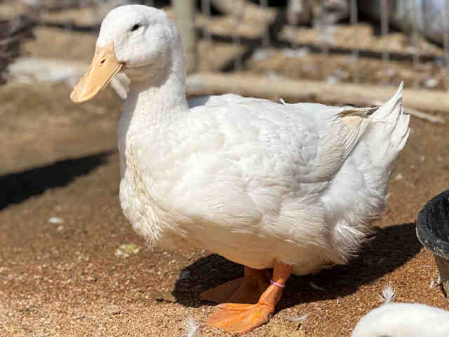 Shelter Stray Female Bird last seen , 5821 Sweetwater Rd, Bonita, CA 91902, USA