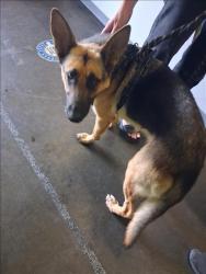 Shelter Stray Female Dog last seen , 1850 W 60th St, Los Angeles, CA 90047, USA