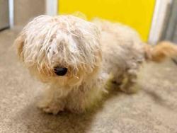 Shelter Stray Female Dog last seen GROVES ST, 5821 Sweetwater Rd, Bonita, CA 91902, USA