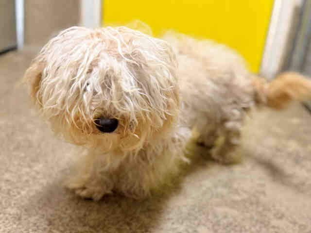 Shelter Stray Female Dog last seen GROVES ST, 5821 Sweetwater Rd, Bonita, CA 91902, USA