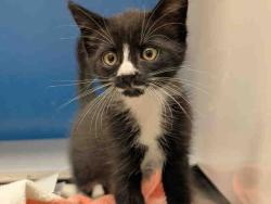 Shelter Stray Female Cat last seen SWEETWATER LN, 5821 Sweetwater Rd, Bonita, CA 91902, USA