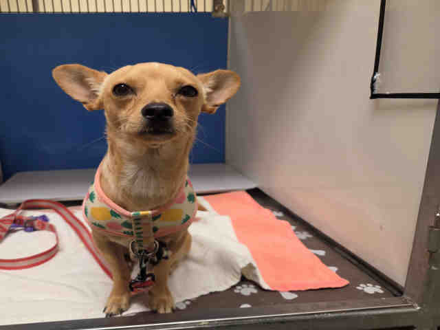 Shelter Stray Male Dog last seen ALBERTSONS IN SPRING VALLEY, 5821 Sweetwater Rd, Bonita, CA 91902, USA