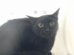 Shelter Stray Unknown Cat last seen Near BLOCK FLORIDA DR, FAYETTEVILLE NC 28311, 4704 Corporation Dr, Fayetteville, NC 28306, USA
