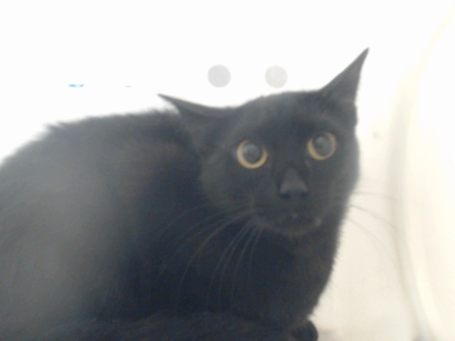 Shelter Stray Unknown Cat last seen Near BLOCK FLORIDA DR, FAYETTEVILLE NC 28311, 4704 Corporation Dr, Fayetteville, NC 28306, USA
