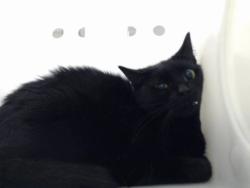 Shelter Stray Female Cat last seen Near BLOCK FLORIDA DR, FAYETTEVILLE NC 28311, 4704 Corporation Dr, Fayetteville, NC 28306, USA