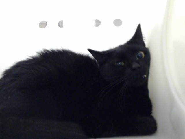 Shelter Stray Female Cat last seen Near BLOCK FLORIDA DR, FAYETTEVILLE NC 28311, 4704 Corporation Dr, Fayetteville, NC 28306, USA