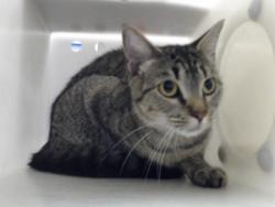 Shelter Stray Female Cat last seen Near BLOCK FLORIDA DR, FAYETTEVILLE NC 28311, 4704 Corporation Dr, Fayetteville, NC 28306, USA
