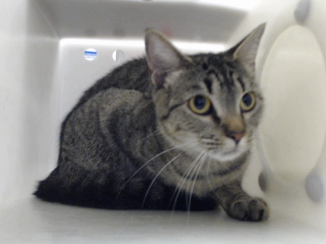 Shelter Stray Female Cat last seen Near BLOCK FLORIDA DR, FAYETTEVILLE NC 28311, 4704 Corporation Dr, Fayetteville, NC 28306, USA