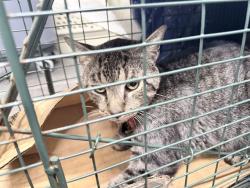 Shelter Stray Male Cat last seen ROCKINGHAM AVE/ E ESTHER S, TAVARES, 12280 County Rd 448, Tavares, FL 32778, USA