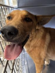 Shelter Stray Male Dog last seen Near BLOCK CAJALCO RD, PERRIS, CA, 6851 Van Buren Boulevard, Jurupa Valley, CA 92509, USA