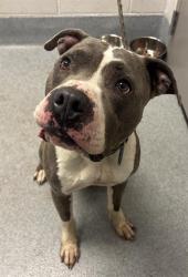 Shelter Stray Male Dog last seen Near, 5001 E Raymond St, Indianapolis, IN 46203, USA