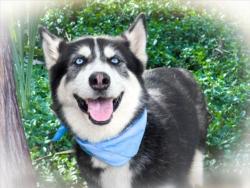 Shelter Stray Male Dog last seen , 957 N Gaffey St, San Pedro, CA 90731, USA