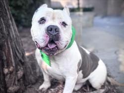 Shelter Stray Male Dog last seen , 957 N Gaffey St, San Pedro, CA 90731, USA