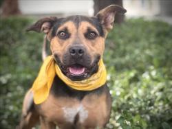 Shelter Stray Male Dog last seen , 957 N Gaffey St, San Pedro, CA 90731, USA
