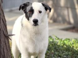 Shelter Stray Female Dog last seen , 957 N Gaffey St, San Pedro, CA 90731, USA