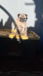 Lost Male Dog last seen Terragona, Jurupa Valley, CA 92509