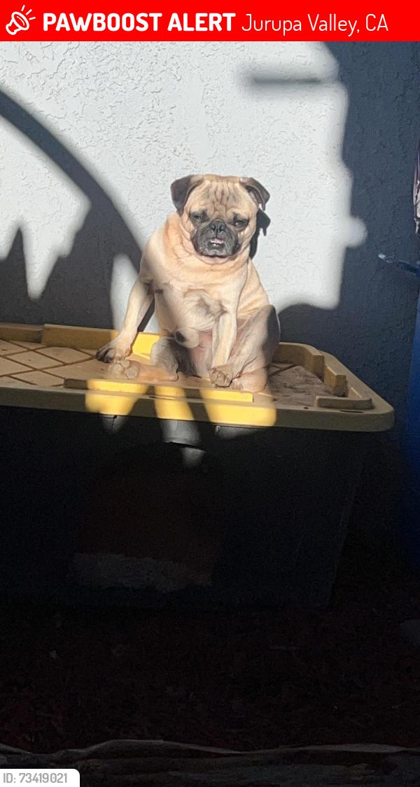 Lost Male Dog last seen Terragona, Jurupa Valley, CA 92509