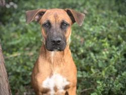 Shelter Stray Male Dog last seen , 957 N Gaffey St, San Pedro, CA 90731, USA