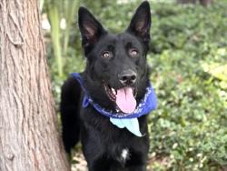 Shelter Stray Male Dog last seen , 957 N Gaffey St, San Pedro, CA 90731, USA
