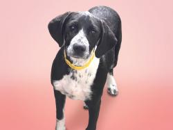 Shelter Stray Female Dog last seen , 957 N Gaffey St, San Pedro, CA 90731, USA