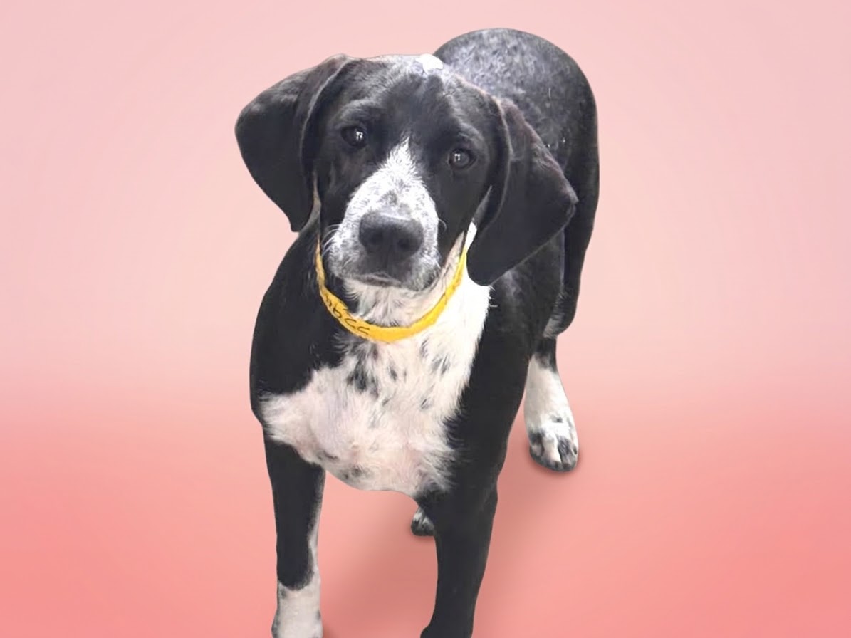 Shelter Stray Female Dog last seen , 957 N Gaffey St, San Pedro, CA 90731, USA