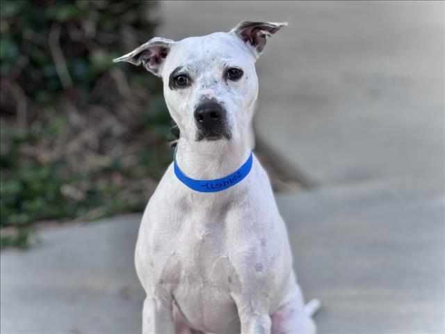 Shelter Stray Male Dog last seen , 957 N Gaffey St, San Pedro, CA 90731, USA