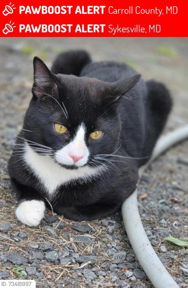 Lost Male Cat last seen Streaker Rd., Carroll County, MD 21784