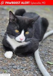 Lost Male Cat last seen Streaker Rd., Carroll County, MD 21784