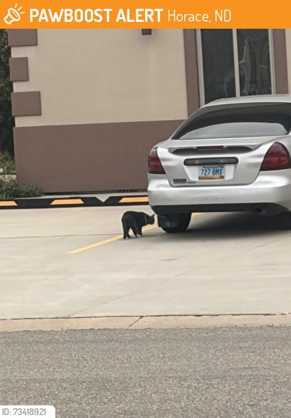 Found/Stray Unknown Cat last seen The Grove Coffee and Wine, Horace, ND 58047