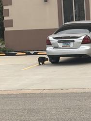 Found/Stray Unknown Cat last seen The Grove Coffee and Wine, Horace, ND 58047