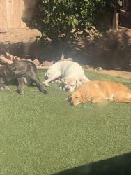 Found/Stray Male Dog last seen Near Outinda st, Spring Valley, CA 91941