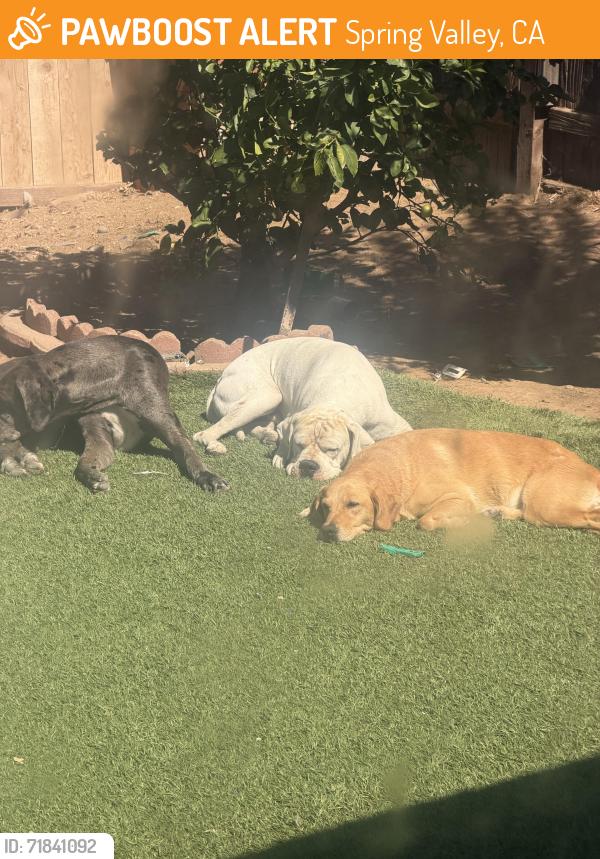 Found/Stray Male Dog last seen Near Outinda st, Spring Valley, CA 91941