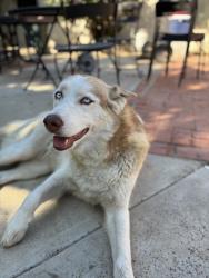 Reunited Female Dog last seen topanga and roscoe, Los Angeles, CA 91303