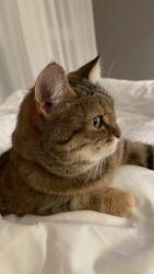 Reunited Female Cat last seen Strawberry Ct, Purcellville, VA 20132