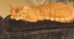 Lost Male Cat last seen Bahia trace trail, Ocala, FL 34472