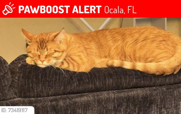 Lost Male Cat last seen Bahia trace trail, Ocala, FL 34472