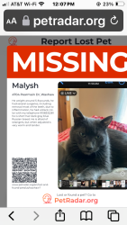 Lost Male Cat last seen Permian drive waxhaw, Waxhaw, NC 28173
