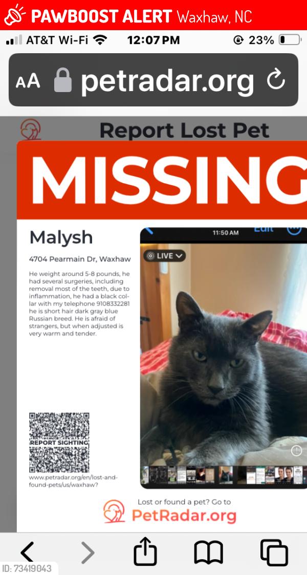 Lost Male Cat last seen Permian drive waxhaw, Waxhaw, NC 28173