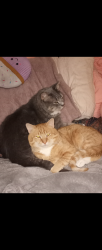 Lost Male Cat last seen South Plymouth ave, Rochester, NY 14608