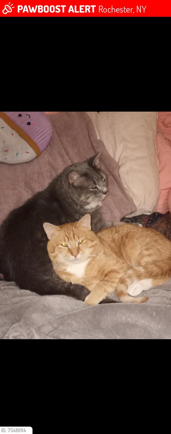 Lost Male Cat last seen South Plymouth ave, Rochester, NY 14608