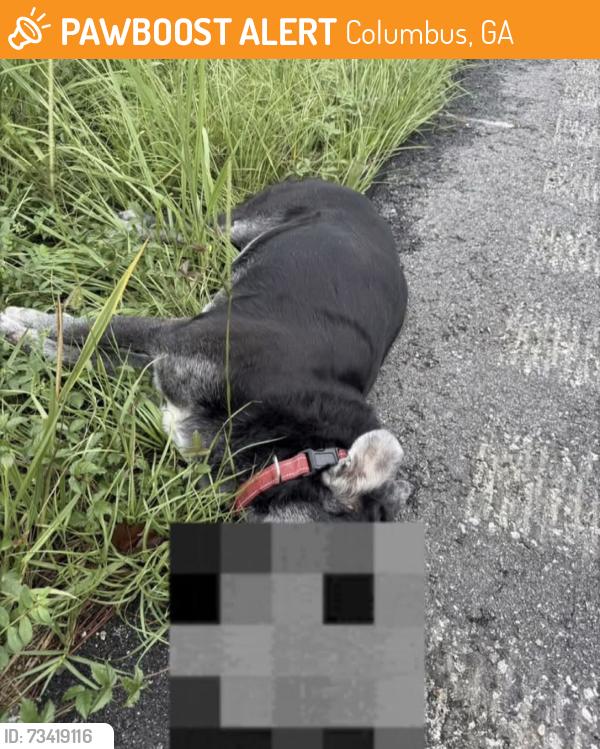 Found/Stray Unknown Dog last seen County line rd exit, Columbus, GA 31820