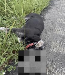 Found/Stray Unknown Dog last seen County line rd exit, Columbus, GA 31820