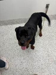 Shelter Stray Male Dog last seen Near cascade palmetto hwy, Chattahoochee Hills, GA, 1251 Fulton Industrial Blvd NW, Atlanta, GA 30336, USA