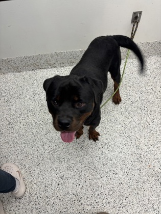 Shelter Stray Male Dog last seen Near cascade palmetto hwy, Chattahoochee Hills, GA, 1251 Fulton Industrial Blvd NW, Atlanta, GA 30336, USA