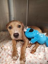 Shelter Stray Female Dog last seen Near elm st, Atlanta, GA, 1251 Fulton Industrial Blvd NW, Atlanta, GA 30336, USA