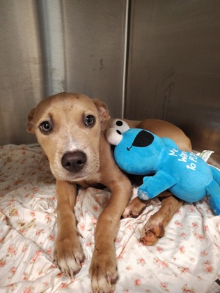 Shelter Stray Female Dog last seen Near elm st, Atlanta, GA, 1251 Fulton Industrial Blvd NW, Atlanta, GA 30336, USA