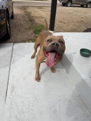Found/Stray Male Dog last seen Riverside library Evans co, Evans, CO 80620